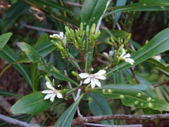 Scaevola cylindrica