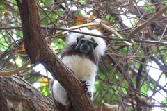 Saguinus oedipus