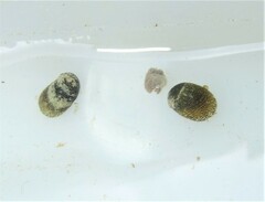 Theodoxus fluviatilis