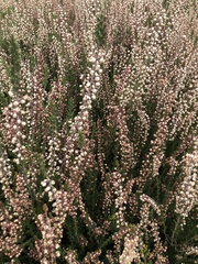 Calluna