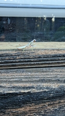 Trachymantis dentifrons