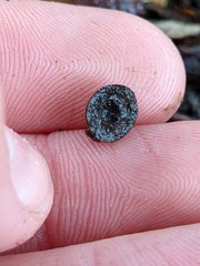 Callirhytis quercusagrifoliae