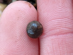 Callirhytis quercusagrifoliae