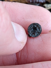 Callirhytis quercusagrifoliae