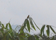 Brachypodius priocephalus