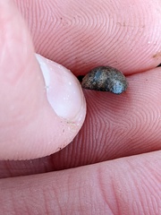 Callirhytis quercusagrifoliae