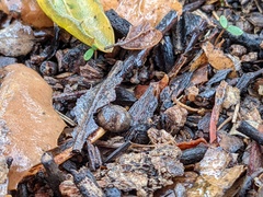 Callirhytis quercusagrifoliae