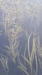 Potamogeton lucens