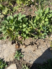 Nicandra physalodes