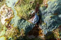 Chromodoris lochi