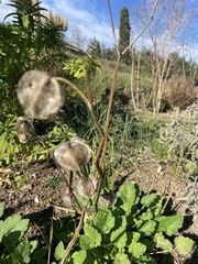 Nicandra physalodes