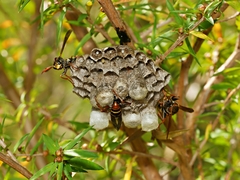 Polistes humilis humilis