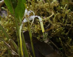 Maxillaria patens