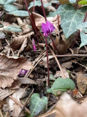 Cyclamen coum