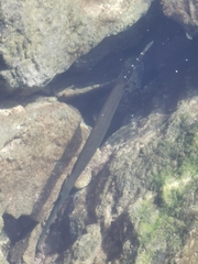 Aulostomus strigosus