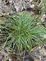 Carex remota