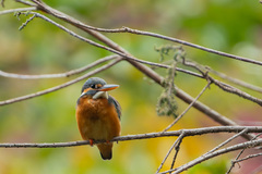 Alcedo atthis bengalensis