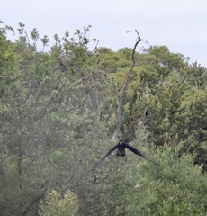 Zanda funerea funerea
