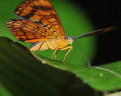 Emesis fastidiosa