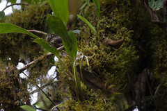Maxillaria patens