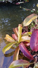 Nepenthes mirabilis