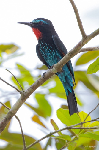 Black Bee-eater