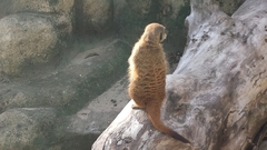 Suricata suricatta