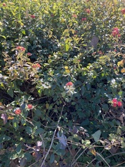 Lantana camara