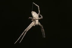 Philodromus aureolus