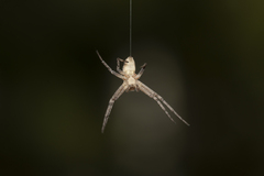 Philodromus aureolus