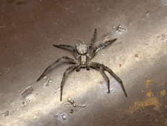 Philodromus aureolus