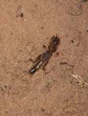 Gryllotalpa australis