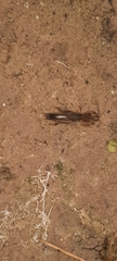 Gryllotalpa australis