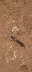 Gryllotalpa australis