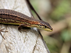 Japanese Grass Lizard photo 5