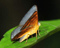 Emesis fastidiosa