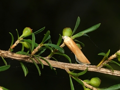 Ptyoptila matutinella