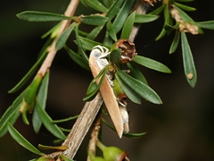 Ptyoptila matutinella