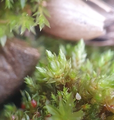 Bryum gemmilucens