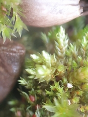 Bryum gemmilucens