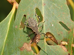 Gelonus tasmanicus