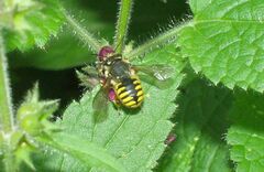 Anthidium manicatum