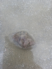 Stramonita haemastoma