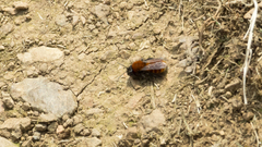 Andrena fulva