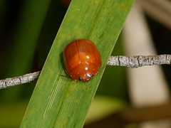 Paropsisterna aequalis