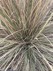 Tripidium bengalense