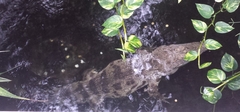 Crocodylia