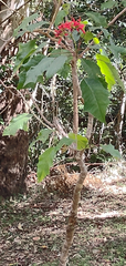 Euphorbia pulcherrima