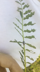 Eudiagogus episcopalis