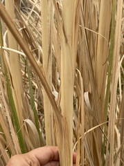 Tripidium bengalense